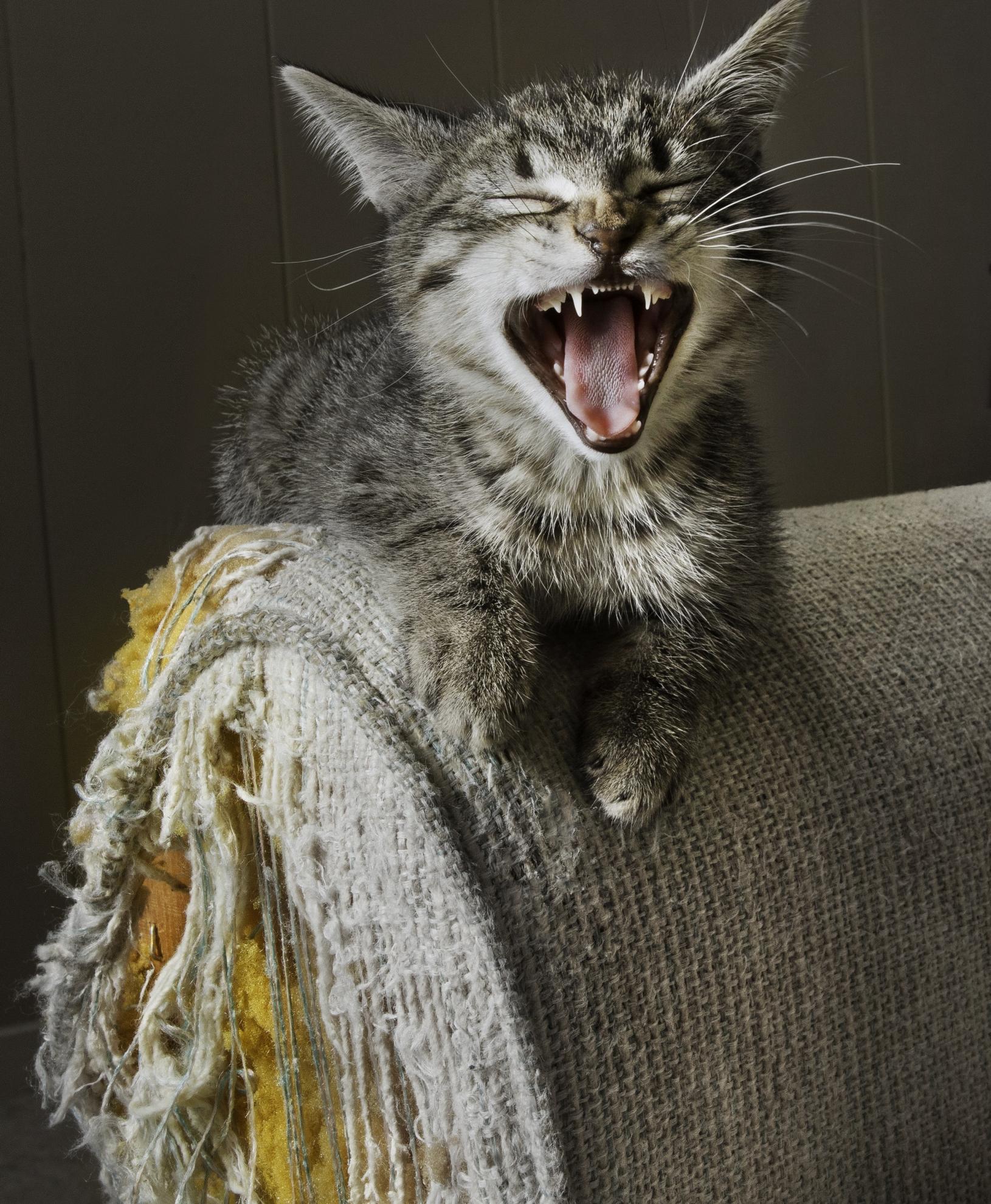 Chat montrant les premiers signes de réduction du stress